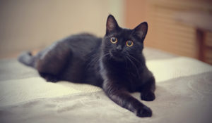 黒猫は幸運の前兆？黒猫が横切る、夜に黒猫を見た時のスピリチュアルな意味！
