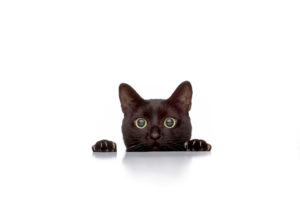黒猫のスピリチュアルな意味とは？黒猫を飼うと幸運？黒猫を見たらどうなる？
