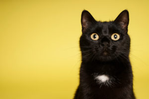 黒猫は幸運の前兆？黒猫が横切る、夜に黒猫を見た時のスピリチュアルな意味！
