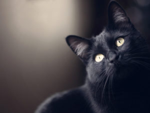 黒猫のスピリチュアルな意味とは？黒猫を飼うと幸運？黒猫を見たらどうなる？
