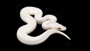 白蛇の夢を見ると奇跡が起きるか？大きな白蛇の夢、小さい白蛇のスピリチュアルな意味 