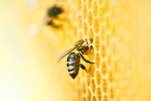 蜂に全身を刺される夢の意味
