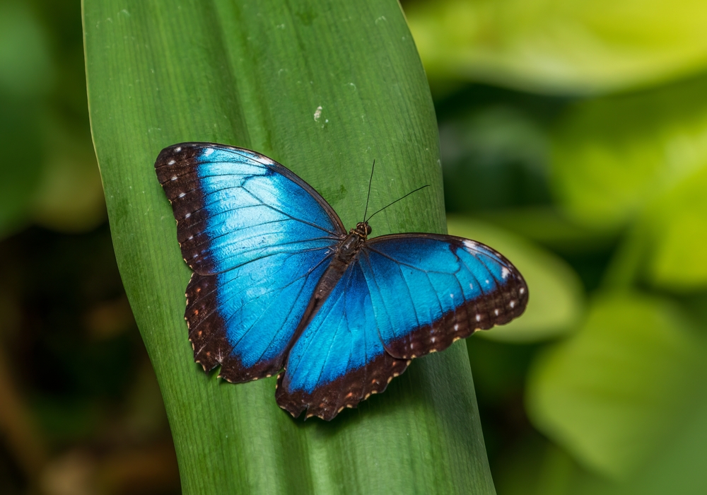 青い蝶々のスピリチュアルな意味とは？青いアゲハ蝶のメッセージを徹底解説！