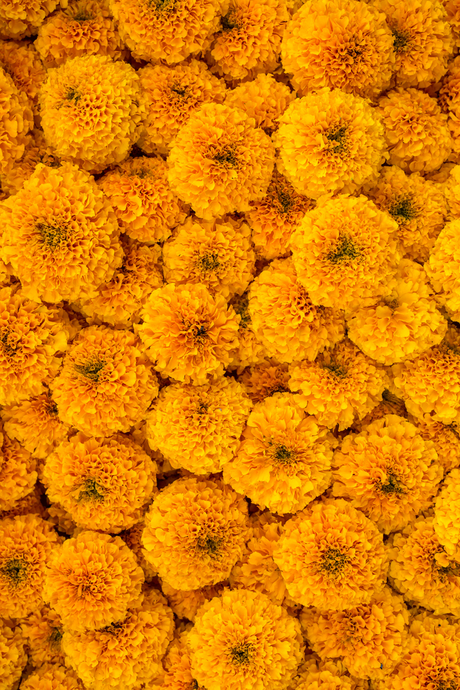 2024年開運待ち受け④：黄色い花の画像