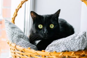 黒猫の夢は金運アップの前兆？猫の夢の状況別の意味15選！