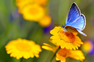 青の蝶が持つスピリチュアルな意味は？青い蝶が象徴していること