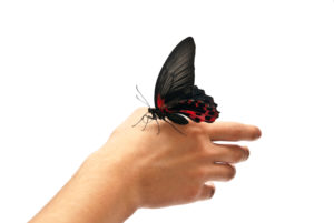 黒の蝶の状況別のサイン⑥：黒い蝶が自分に近づいてくる
