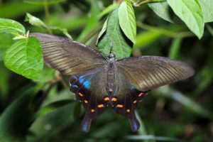 神社で黒い蝶々に合う、二匹見かける意味も！黒の蝶の状況別のサイン
