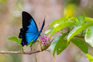 代表的な青い蝶
