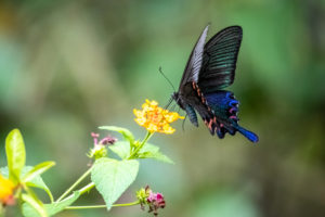 代表的な黒い蝶